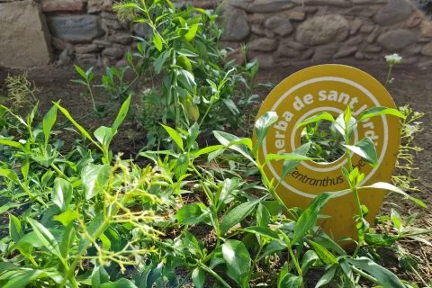 Les herbes a la cuina. Salut, cuina i tradició