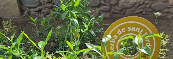 Imatge per Les herbes a la cuina. Salut, cuina i tradició